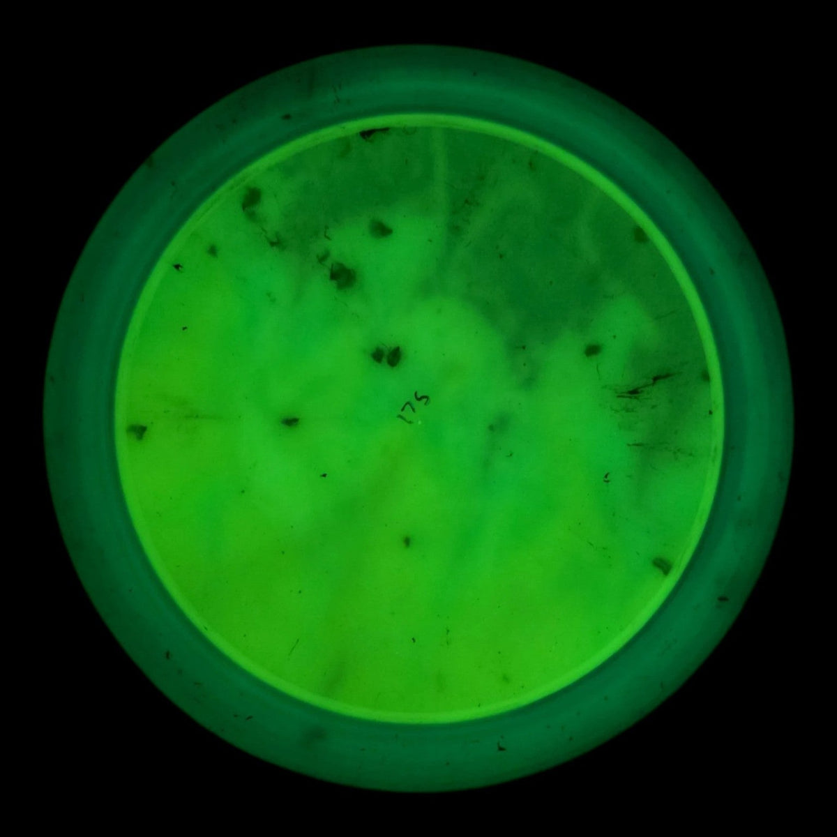 Hand Dyed Famine in Radioactive Waste Plastic: Lime and Purple - Doomsday Discs